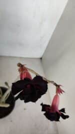 Planta Dobrada 3314 – 35cm – 03 anos - Imagem 7