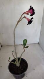 Planta Dobrada 3314 – 35cm – 03 anos - Imagem 8