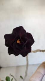 Planta Dobrada 3314 – 35cm – 03 anos - Imagem 4