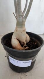 Planta Dobrada 3315 – 45cm – 03 anos - Imagem 6