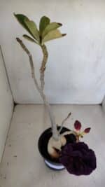 Planta Dobrada 3315 – 45cm – 03 anos - Imagem 7