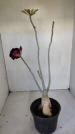 Planta Dobrada 3315 – 45cm – 03 anos - Imagem 5