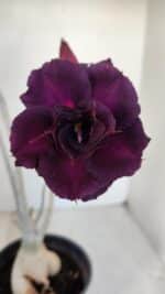 Planta Dobrada 3315 – 45cm – 03 anos - Imagem 4