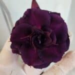 Planta Dobrada 3315 – 45cm – 03 anos