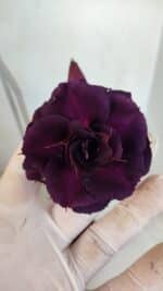 Planta Dobrada 3315 – 45cm – 03 anos