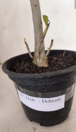 Planta Dobrada 3316 – 35cm – 03 anos - Imagem 5