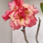 Planta Dobrada 3316 – 35cm – 03 anos