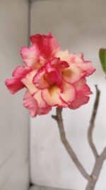 Planta Dobrada 3316 – 35cm – 03 anos