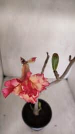 Planta Dobrada 3316 – 35cm – 03 anos - Imagem 4