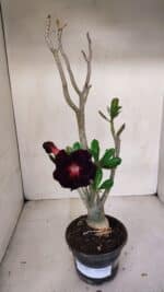 Planta Dobrada 3317 – 35cm – 03 anos - Imagem 2