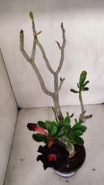 Planta Dobrada 3317 – 35cm – 03 anos - Imagem 8