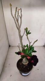 Planta Dobrada 3317 – 35cm – 03 anos - Imagem 5