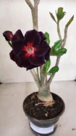 Planta Dobrada 3317 – 35cm – 03 anos - Imagem 4