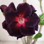 Planta Dobrada 3317 – 35cm – 03 anos