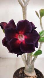 Planta Dobrada 3317 – 35cm – 03 anos