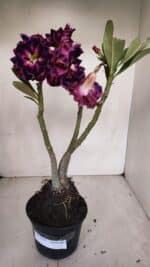 Planta Dobrada 3318 – 35cm – 03 anos - Imagem 2