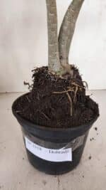 Planta Dobrada 3318 – 35cm – 03 anos - Imagem 7