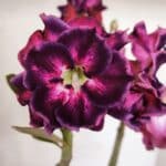 Planta Dobrada 3318 – 35cm – 03 anos