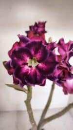 Planta Dobrada 3318 – 35cm – 03 anos