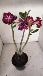 Planta Dobrada 3318 – 35cm – 03 anos - Imagem 6