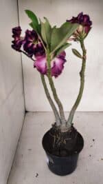 Planta Dobrada 3318 – 35cm – 03 anos - Imagem 5