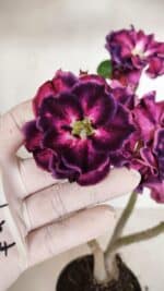 Planta Dobrada 3318 – 35cm – 03 anos - Imagem 3