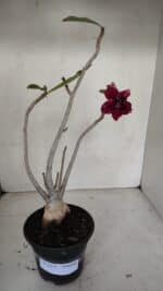 Planta Dobrada 3319 – 35cm – 03 anos - Imagem 2