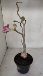 Planta Dobrada 3319 – 35cm – 03 anos - Imagem 6