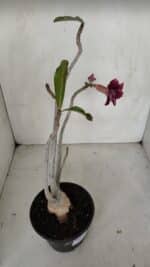 Planta Dobrada 3319 – 35cm – 03 anos - Imagem 5