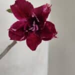 Planta Dobrada 3319 – 35cm – 03 anos