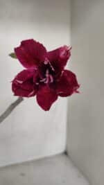 Planta Dobrada 3319 – 35cm – 03 anos