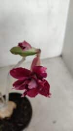 Planta Dobrada 3319 – 35cm – 03 anos - Imagem 4