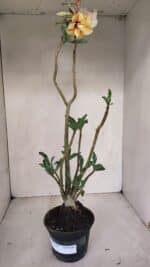 Planta Dobrada 3320 – 35cm – 03 anos - Imagem 2