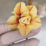 Planta Dobrada 3320 – 35cm – 03 anos