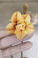 Planta Dobrada 3320 – 35cm – 03 anos