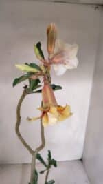 Planta Dobrada 3320 – 35cm – 03 anos - Imagem 4