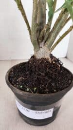 Planta Dobrada 3320 – 35cm – 03 anos - Imagem 7