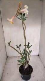 Planta Dobrada 3320 – 35cm – 03 anos - Imagem 6