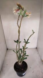 Planta Dobrada 3320 – 35cm – 03 anos - Imagem 5