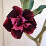 Planta Dobrada 3321 – 35cm – 03 anos