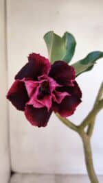 Planta Dobrada 3321 – 35cm – 03 anos