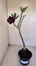 Planta Dobrada 3321 – 35cm – 03 anos - Imagem 2