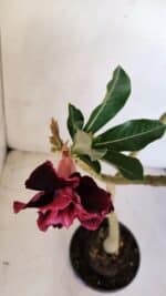 Planta Dobrada 3321 – 35cm – 03 anos - Imagem 4