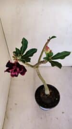 Planta Dobrada 3321 – 35cm – 03 anos - Imagem 8