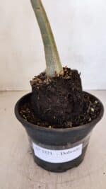 Planta Dobrada 3321 – 35cm – 03 anos - Imagem 7