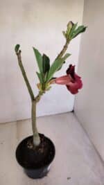 Planta Dobrada 3321 – 35cm – 03 anos - Imagem 6