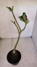 Planta Dobrada 3321 – 35cm – 03 anos - Imagem 5