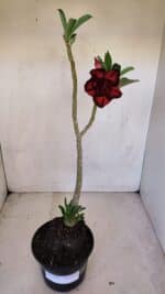 Planta Dobrada 3322 – 35cm – 03 anos - Imagem 2