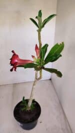 Planta Dobrada 3322 – 35cm – 03 anos - Imagem 6