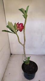 Planta Dobrada 3322 – 35cm – 03 anos - Imagem 5